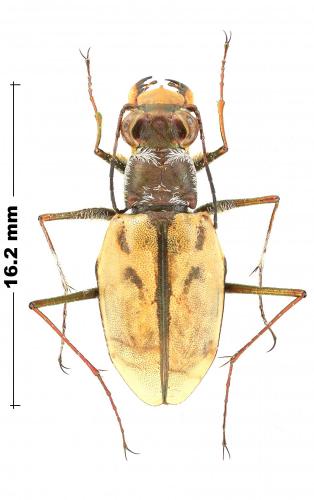 Habroscelimorpha dorsalis
